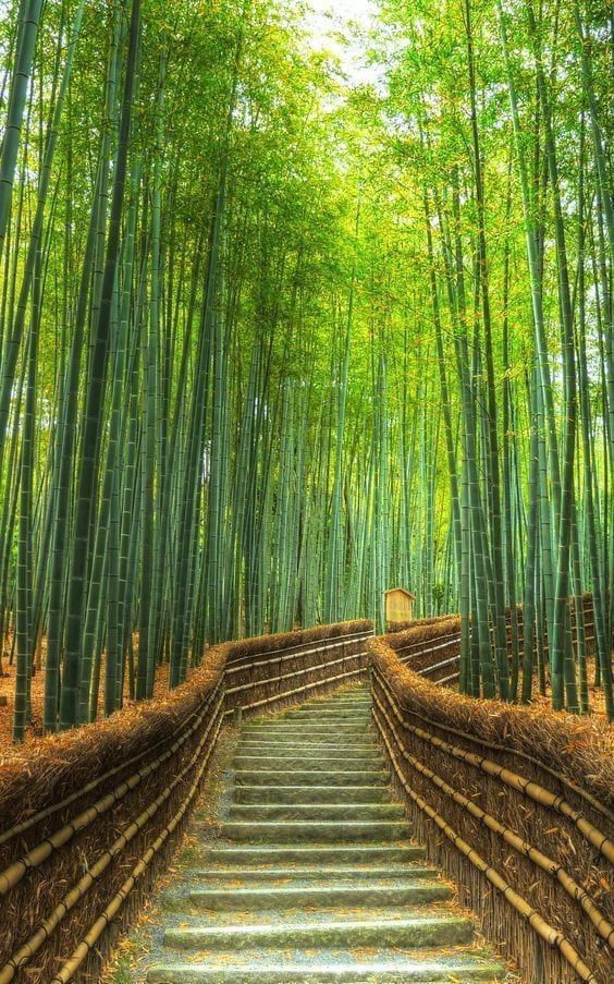 bamboo-garden-japan-00_12 Бамбукова градина Япония