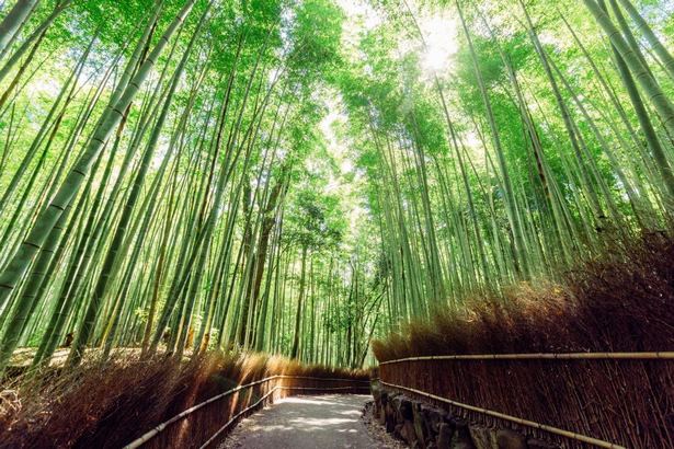 bamboo-garden-japan-00_2 Бамбукова градина Япония