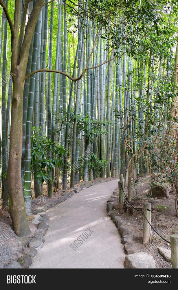 bamboo-garden-japan-00_3 Бамбукова градина Япония