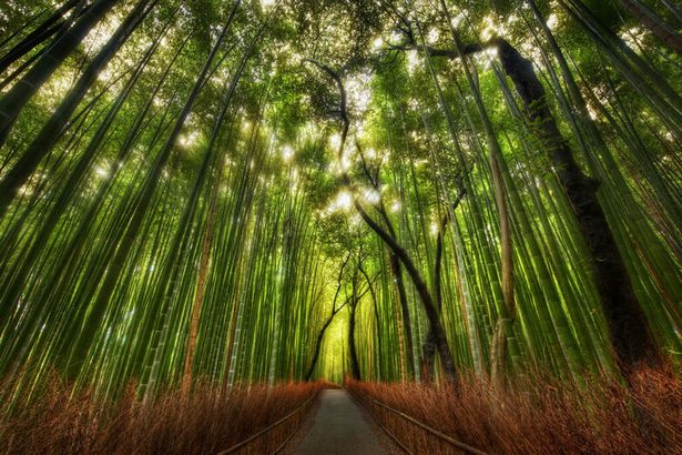 bamboo-garden-japan-00_4 Бамбукова градина Япония