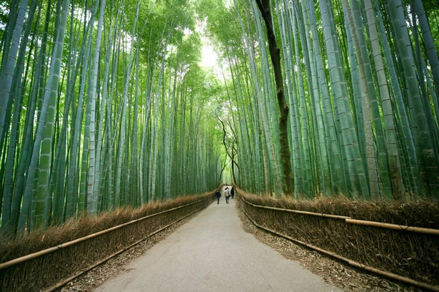 bamboo-garden-japan-00_8 Бамбукова градина Япония