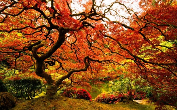 best-gardens-in-japan-77_13 Най-добрите градини в Япония