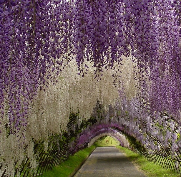 best-gardens-in-japan-77_3 Най-добрите градини в Япония
