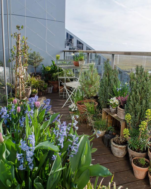 best-plants-for-small-outdoor-spaces-00_7 Най-добрите растения за малки открити пространства