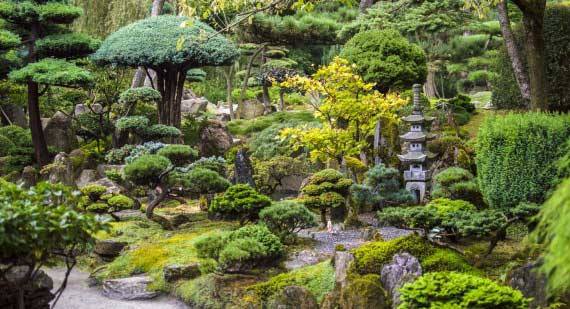 best-trees-for-japanese-garden-94 Най-доброто дърво за Японската градина