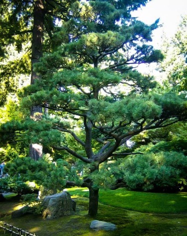 best-trees-for-japanese-garden-94_12 Най-доброто дърво за Японската градина