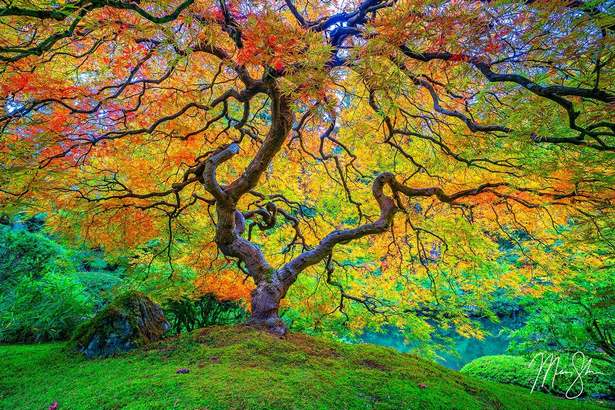 best-trees-for-japanese-garden-94_13 Най-доброто дърво за Японската градина