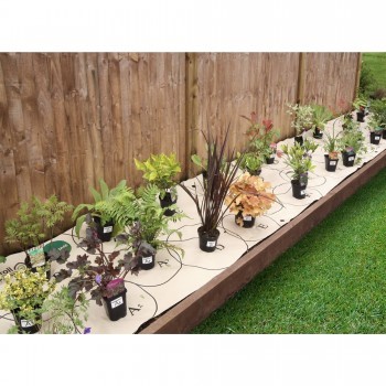 cheap-garden-border-plants-75_10 Евтини градински гранични растения