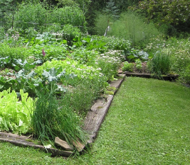 cheap-garden-border-plants-75_16 Евтини градински гранични растения