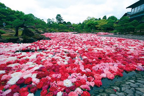 flowers-for-japanese-gardens-73_13 Цветя за японски градини
