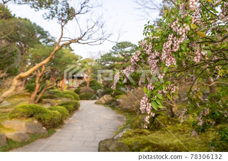 flowers-for-japanese-gardens-73_7 Цветя за японски градини