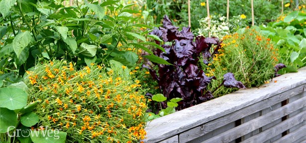 garden-plants-for-small-gardens-35_14 Градински растения за малки градини