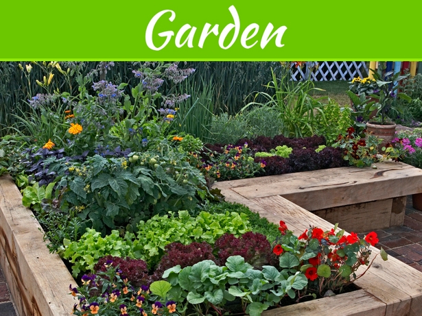 garden-plants-for-small-gardens-35_16 Градински растения за малки градини