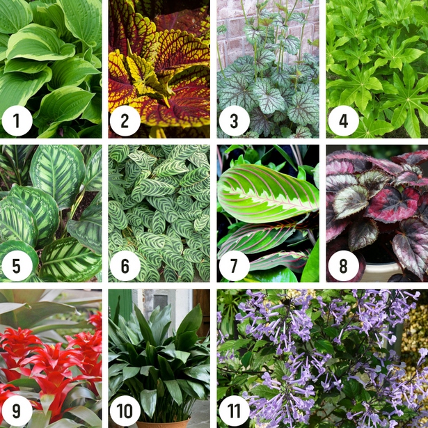 garden-plants-for-small-gardens-35_2 Градински растения за малки градини