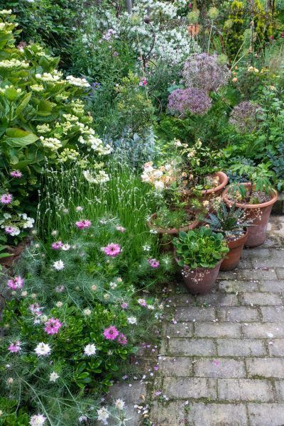 garden-plants-for-small-gardens-35_5 Градински растения за малки градини