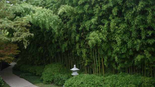 good-plants-for-japanese-garden-30_16 Полезни растения за Японската градина