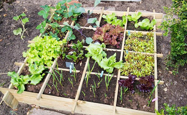 ideas-for-growing-vegetables-in-a-small-space-78_13 Идеи за отглеждане на зеленчуци в малко пространство