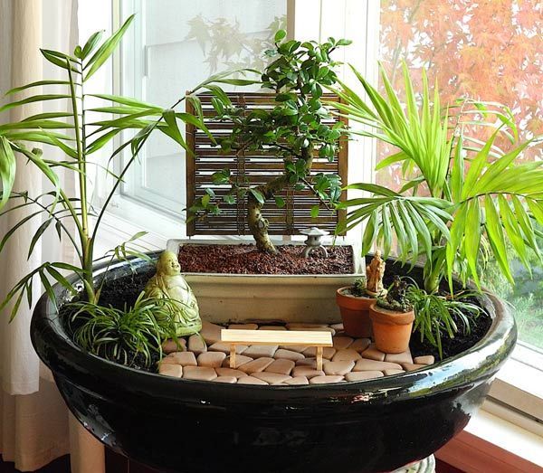 indoor-zen-garden-plants-50_15 Закрит Дзен градински растения