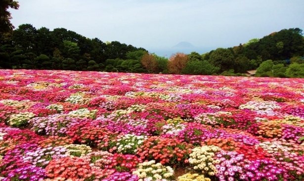 japanese-flower-bed-77_4 Японска цветна леха