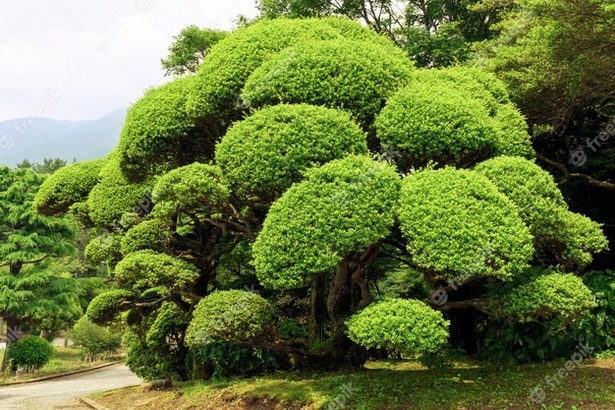 japanese-garden-bushes-38_10 Японски градински храсти