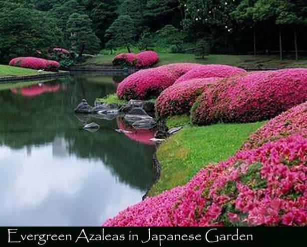 japanese-garden-bushes-38_15 Японски градински храсти