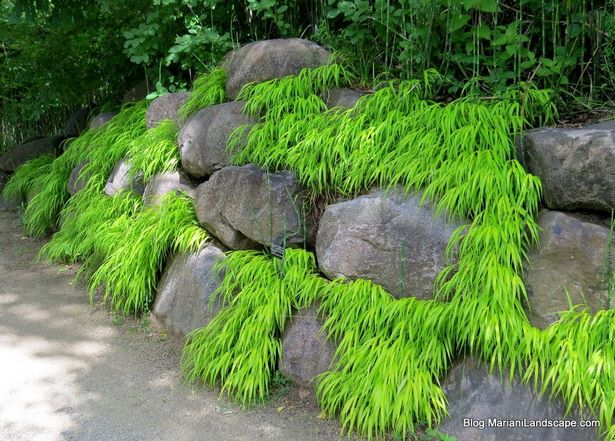 japanese-garden-bushes-38_16 Японски градински храсти
