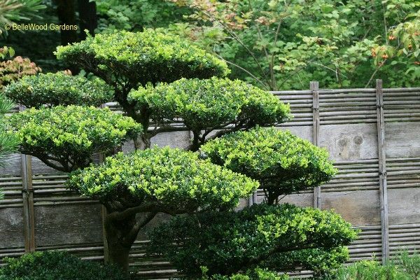 japanese-garden-bushes-38_9 Японски градински храсти