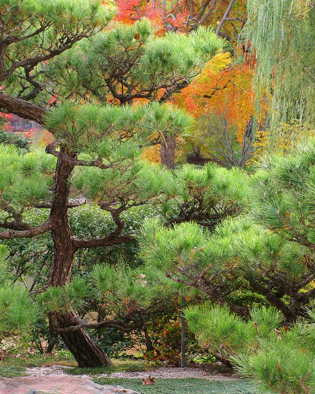 japanese-garden-colors-41 Японски градински цветове