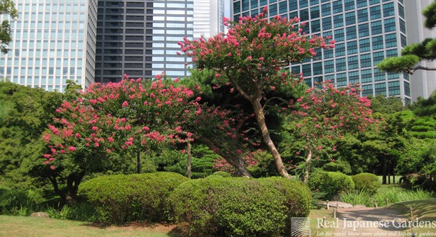 japanese-garden-flowering-plants-57 Японска градина цъфтящи растения