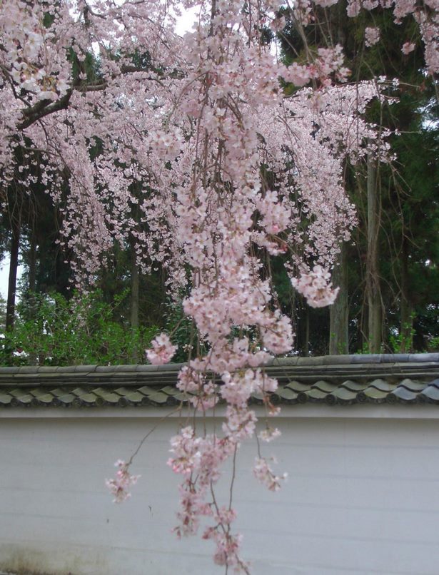 japanese-garden-flowering-plants-57_11 Японска градина цъфтящи растения