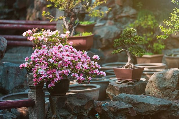 japanese-garden-flowering-plants-57_2 Японска градина цъфтящи растения
