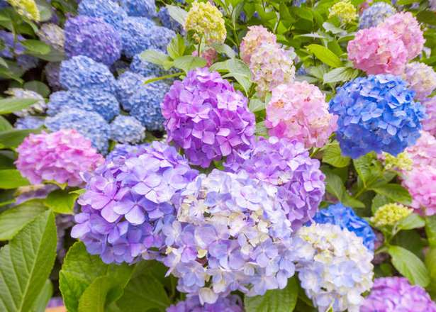 japanese-garden-flowering-plants-57_3 Японска градина цъфтящи растения