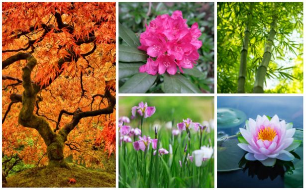 japanese-garden-flowering-plants-57_7 Японска градина цъфтящи растения