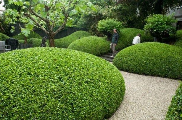 japanese-garden-hedge-75_13 Японска градина жив плет