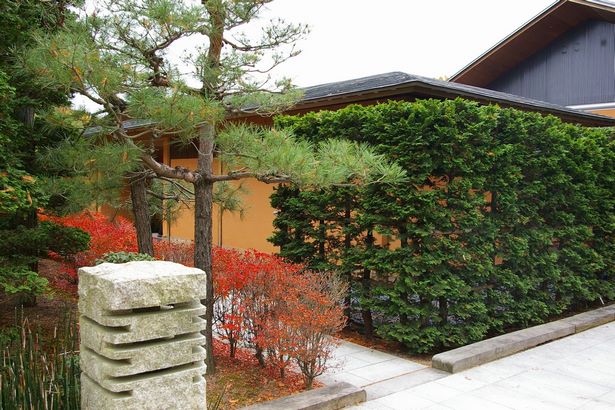 japanese-garden-hedge-75_2 Японска градина жив плет