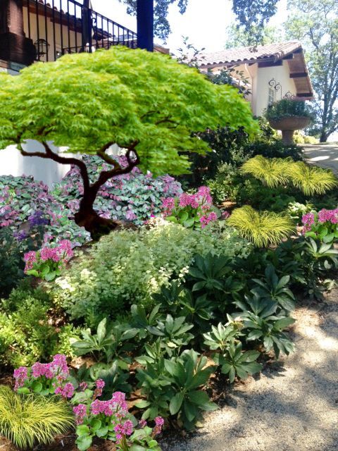 japanese-garden-plants-shade-67_16 Японски градински растения сянка