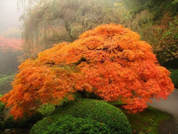 japanese-garden-shrubs-and-trees-19_3 Японски градински храсти и дървета