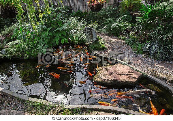 Японски кой езерце градина