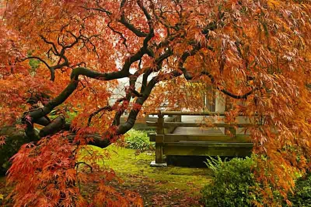 japanese-maple-garden-design-ideas-72 Японски клен градина дизайн идеи