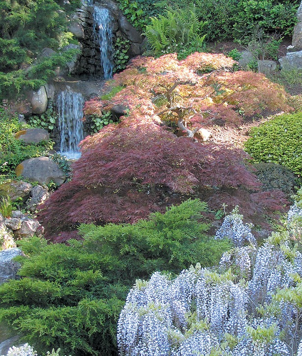 japanese-maple-garden-design-70_12 Японски клен градина дизайн