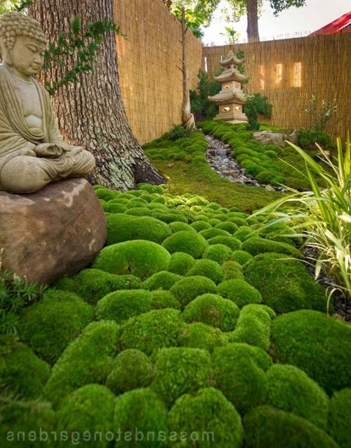 japanese-moss-garden-plants-86 Японски градински мъх