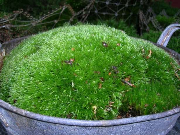 japanese-moss-garden-plants-86_12 Японски градински мъх