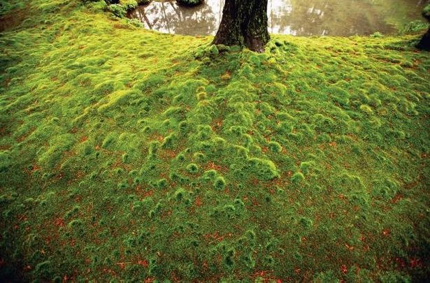 japanese-moss-garden-plants-86_15 Японски градински мъх