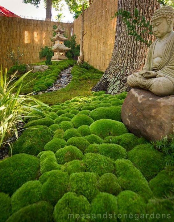 japanese-moss-garden-plants-86_17 Японски градински мъх