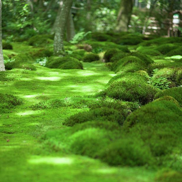 japanese-moss-garden-plants-86_5 Японски градински мъх