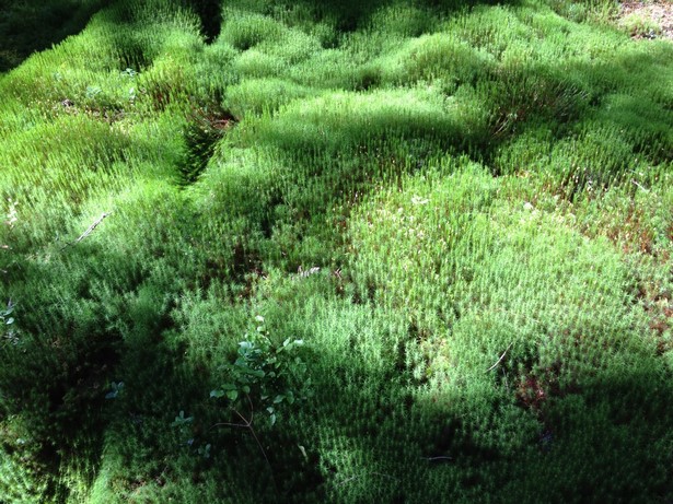 japanese-moss-garden-plants-86_7 Японски градински мъх