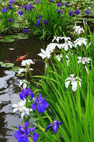 Японски езерни растения