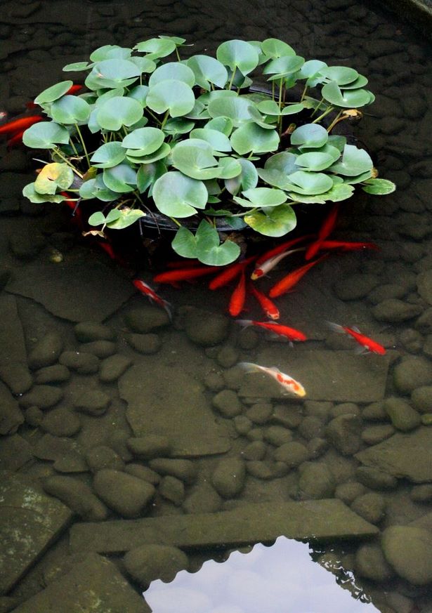 japanese-pond-plants-99_2 Японски езерни растения