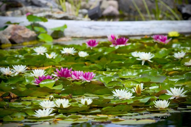 japanese-pond-plants-99_4 Японски езерни растения
