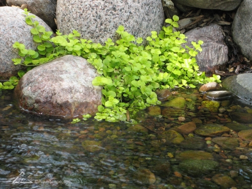 japanese-pond-plants-99_7 Японски езерни растения